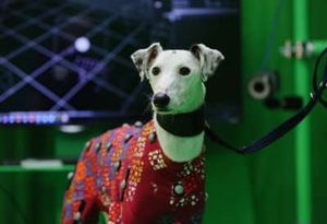 Dog wearing motion capture suit