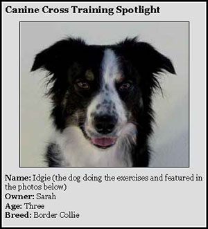 4-20-16 Canine Cross Training Spotlight
