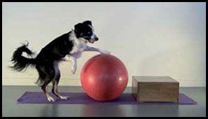 4-20-16 Canine Cross Training Building Balance