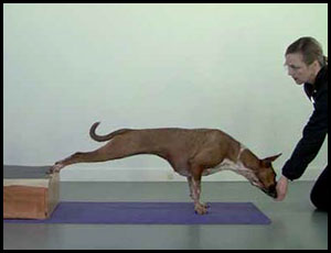 4-20-16 Canine Cross Training Building Core Stability 1