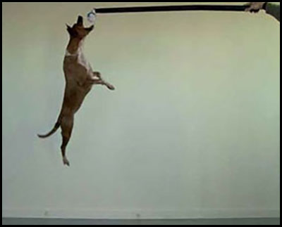 4-20-16 Canine Cross Training Building Core Stability 2