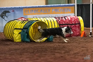 Dog in tunnel