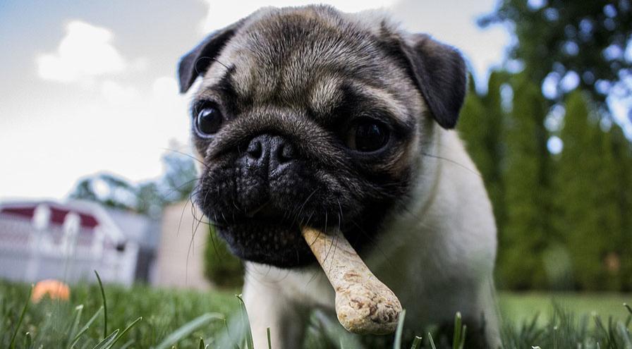 Pug with a dog biscuit