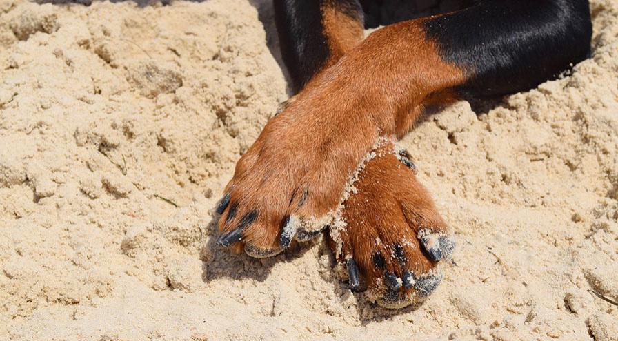 A dog's paws