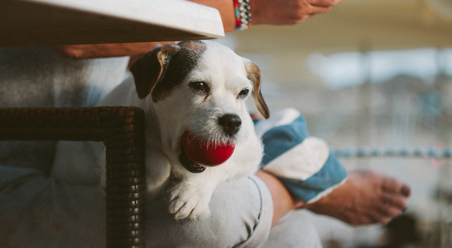 dog on a lap with a ball