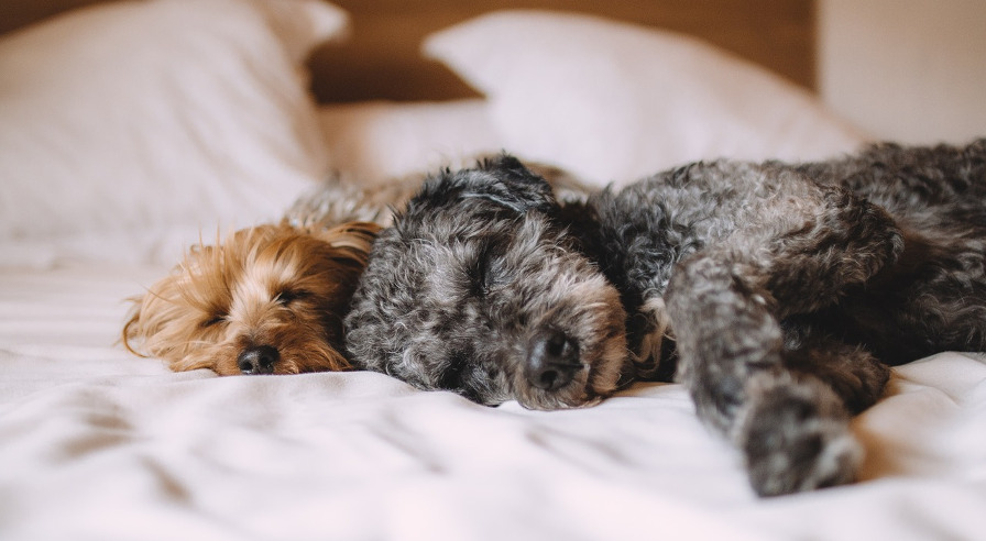 Dogs sleeping on bed