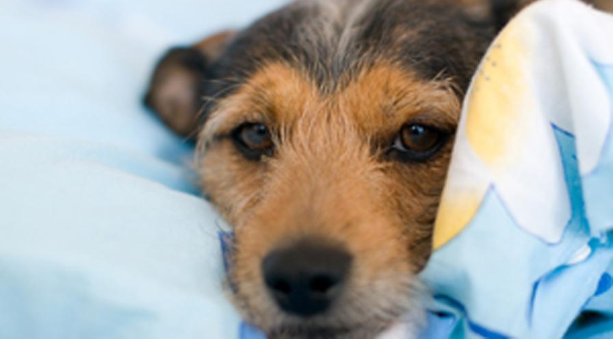 Understanding Canine Diabetes