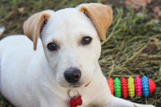 Cute puppy