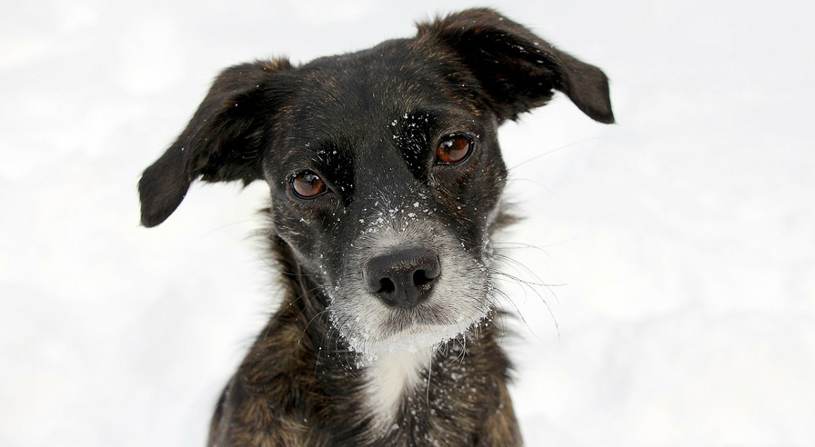 Dog in winter