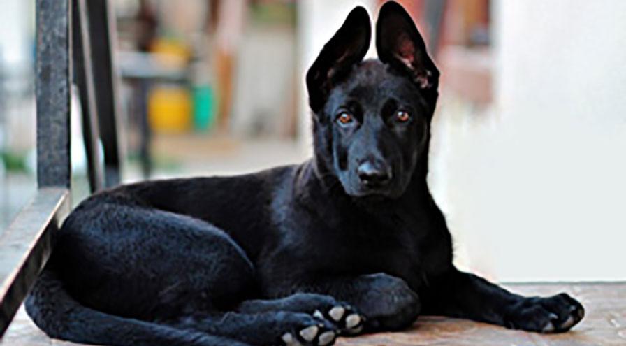Black dog laying down