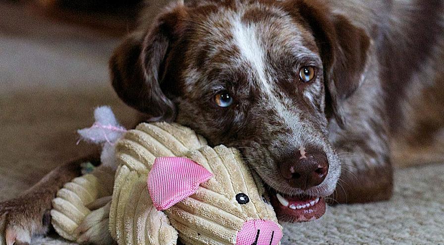 Dog with toy