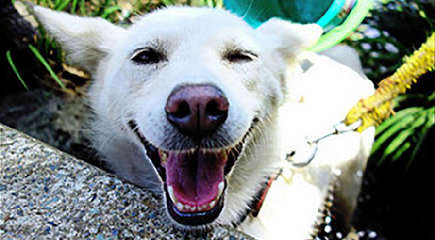Happy dog in trees