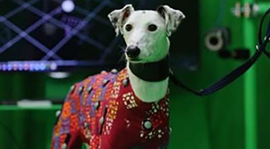 Dog wearing green screen suit
