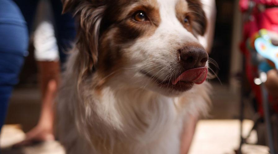 Licking Dog
