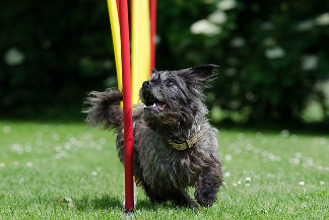 dog in weaves