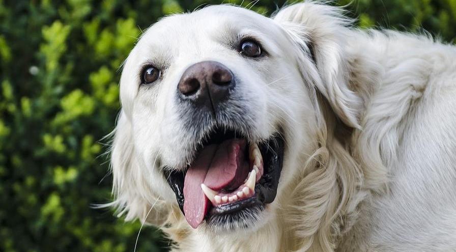 Big dog with tongue hanging out