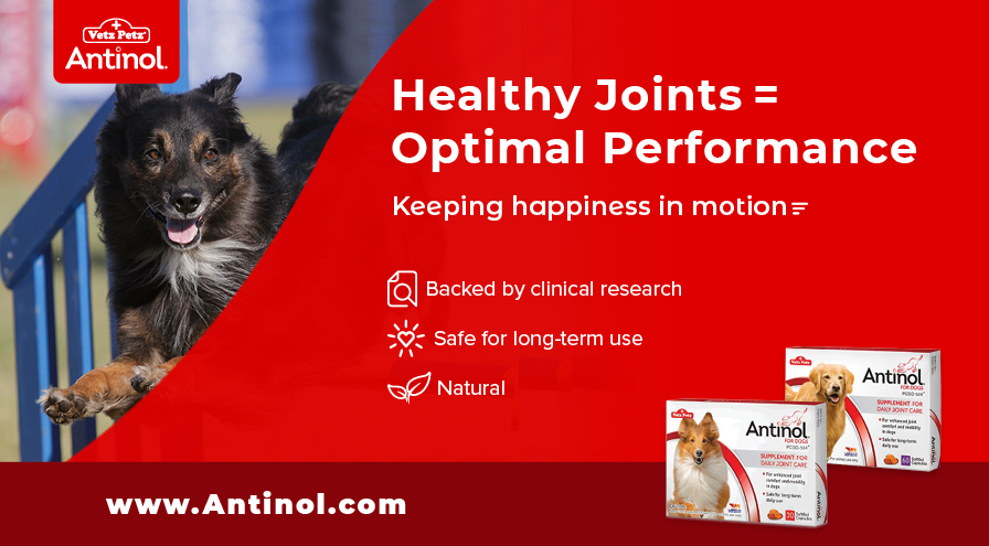 Vetz Petz Antinol Home Page Slider