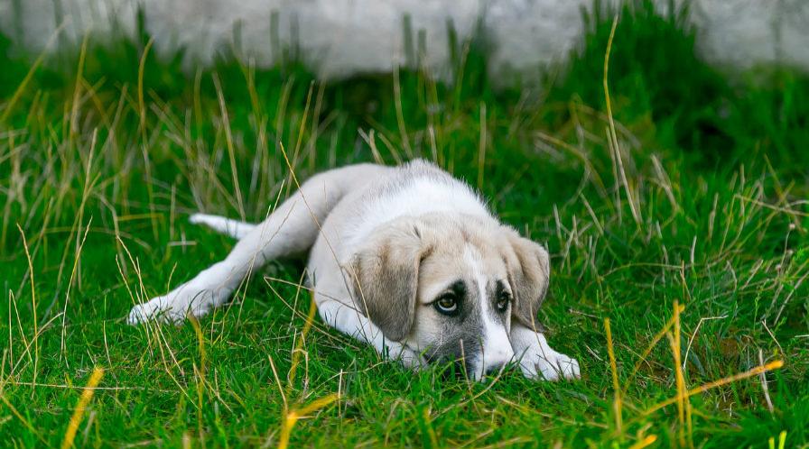 dog lying on grass