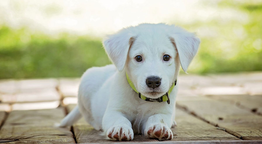 Puppy