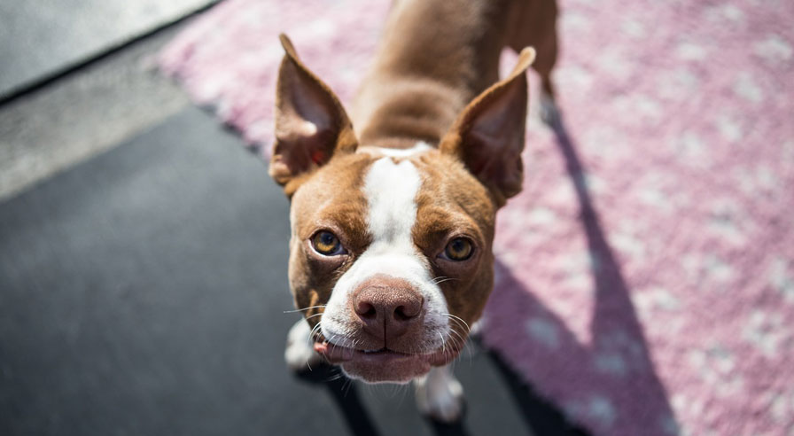 Boston Terrier