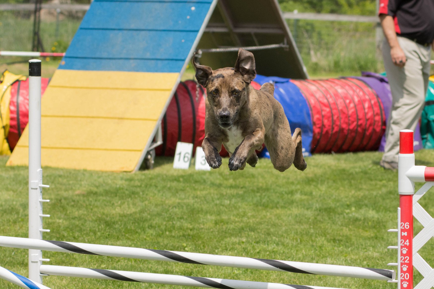 A Happy Steeplechase Competitor by Betsy Nye