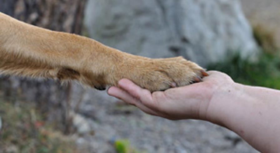 8-11-17 Feeding Pets of the Homeless Week