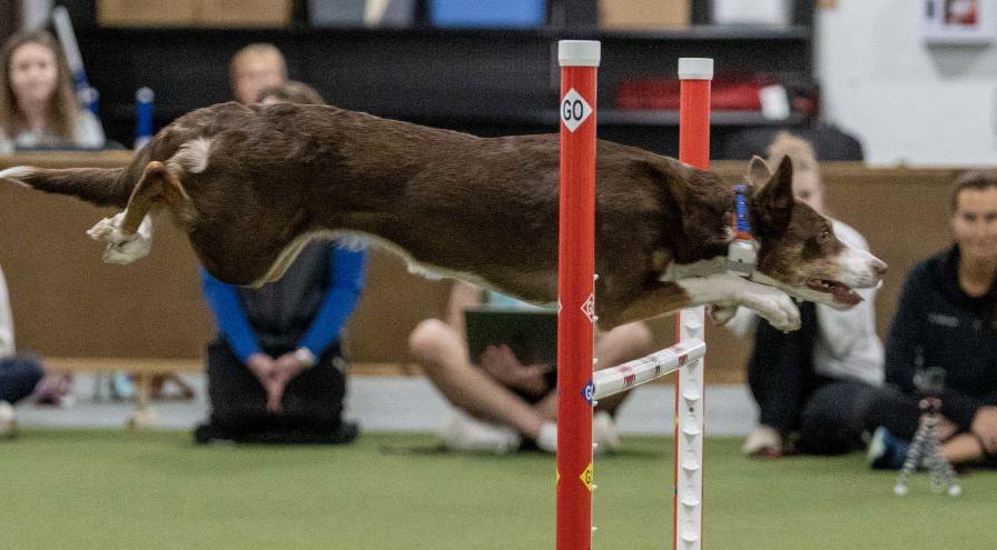 A Border Collie jumping while wearing the new sensor