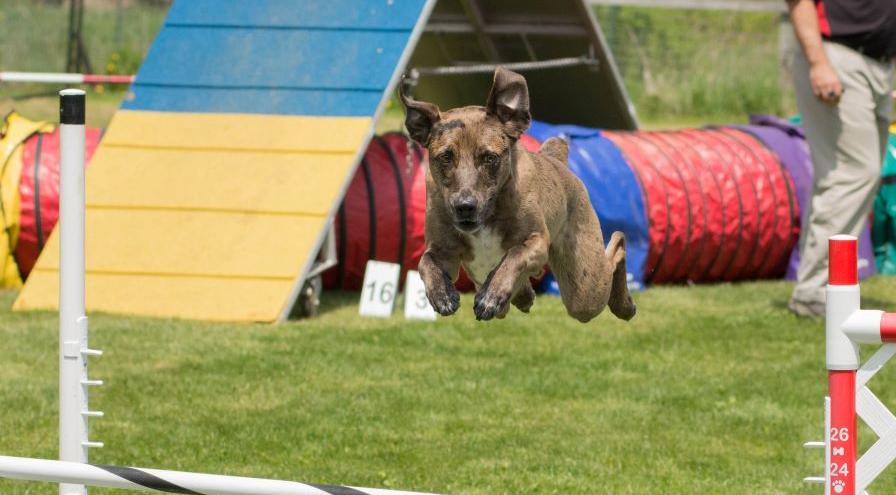 A-Happy-Steeplechase-Competitor-by-Betsy-Nye_hps