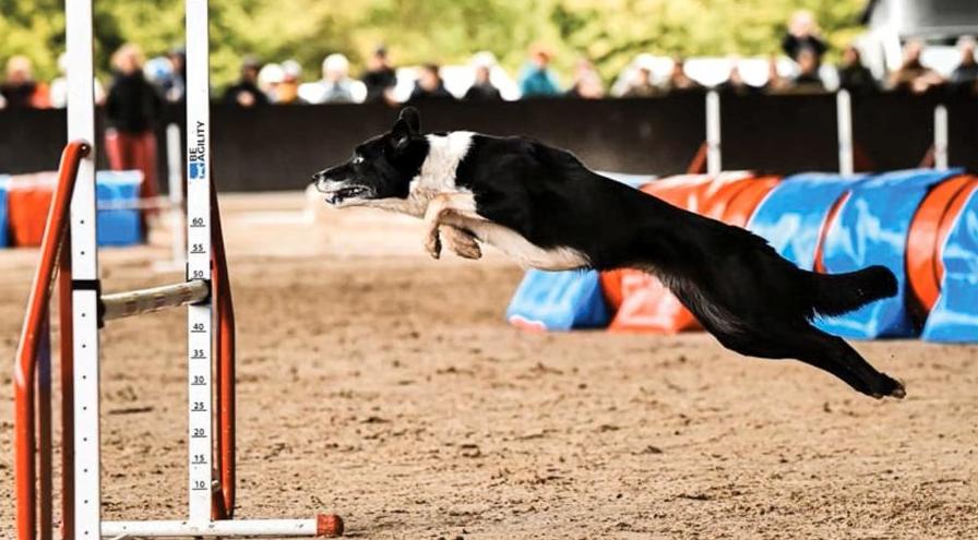 Abby David-bungee-ifcs-world-agility-championships hps