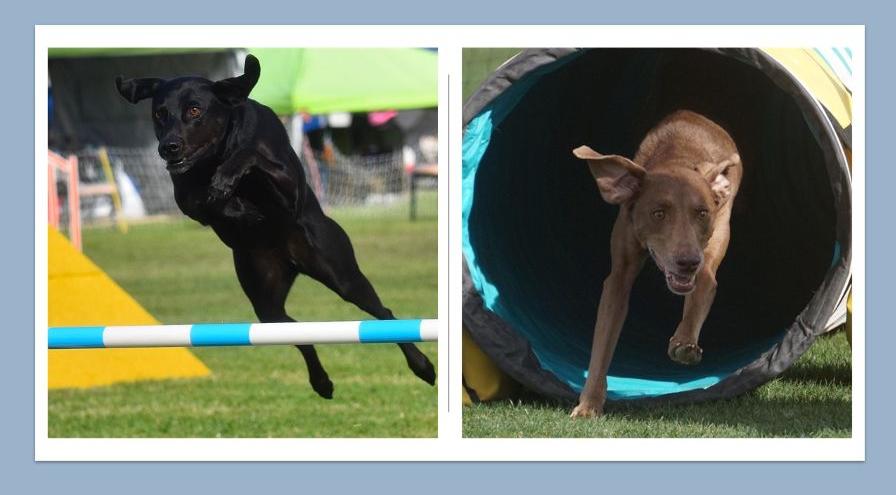 Agility benefits seniors hps