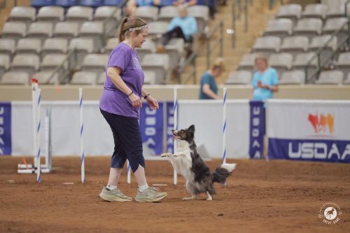 Alania Axford-Moore and Honcho - Cynosport 2025 - Great Dane Photos 500
