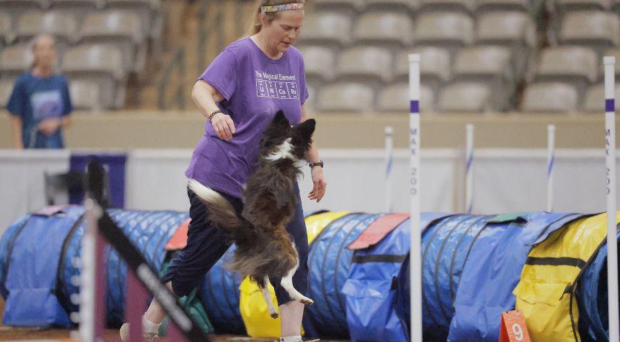 Alania Axford-Moore and Honcho - Cynosport 2025 - Great Dane Photos hps