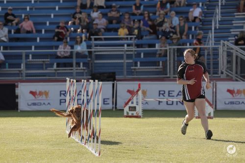 Amelia Greninger and Eclipse - GreatDanePhotos 500