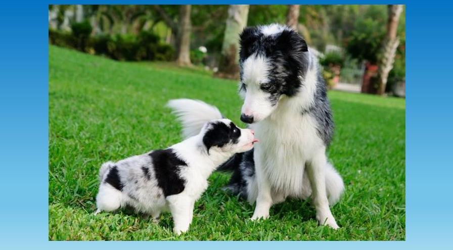 Ann Braue's dogs Suspect and YES meeting for the first time Ann Braue - Suspect and YES hps