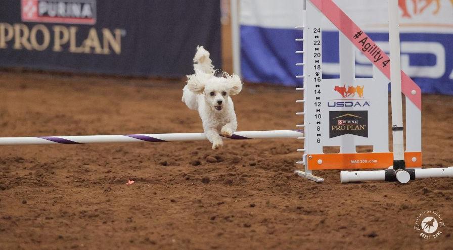 Annie - Suzan Roberts - Cynosport 2025 Great Dane Photos hps