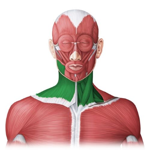 Anterior neck muscles - Westerfeld500