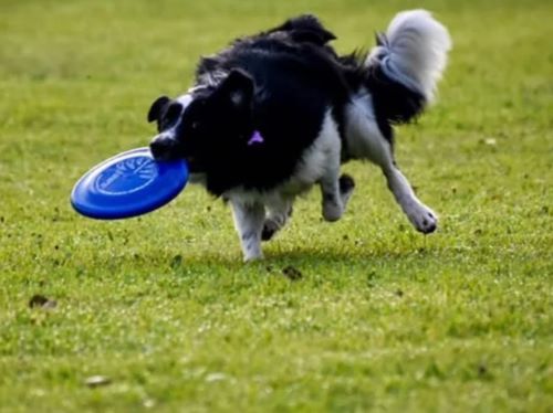 Anthem Disc Dogs - website photo 500 Anthem Disc Dogs - website photo 500