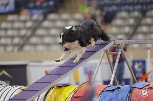 Arai - Nanette Nance - Great Dane Photos 500