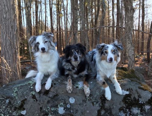 Ariane Bailey - three dogs 500