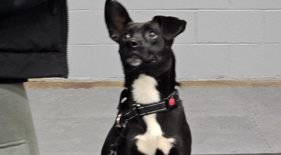 Bandit - foster dog - courtesy of Taylor Brookes -hps