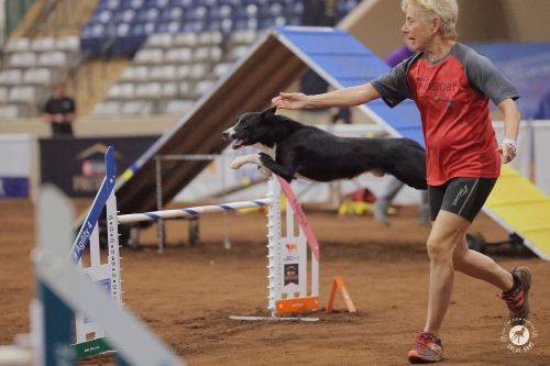 Barb Davis and Brewski - Great Dane Photos Barb Davis and Brewski - Great Dane Photos 500
