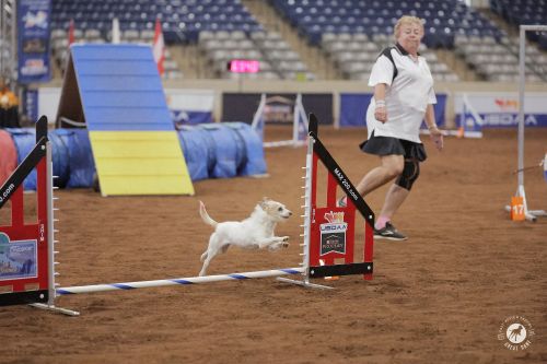 Betsy Bolger and Coco - Great Dane Photos 500