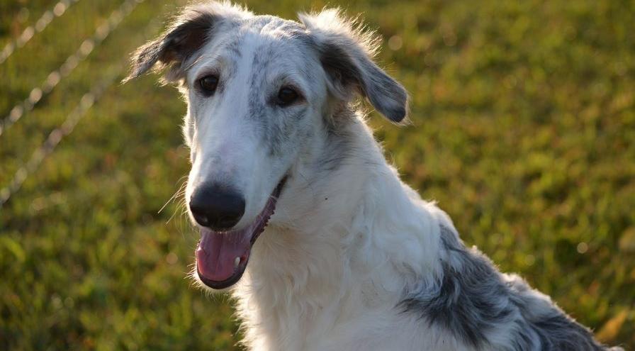 Borzoi image by Charlotte Yealey from Pixabay 