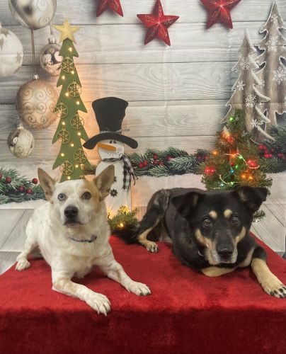 Canine Crossroads Dec 2023 - photo by Sheyla Lutzpic Canine Crossroads Dec 2023 - photo by Sheyla Lutzpic
