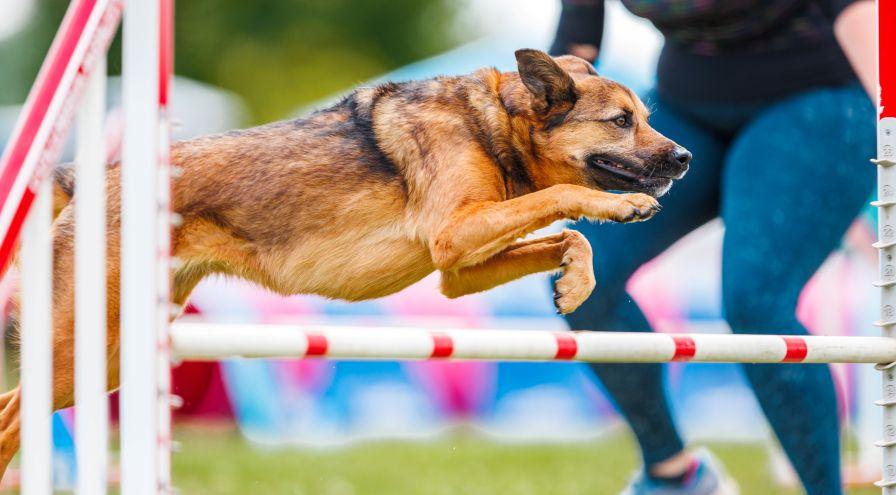 Cedar - Kelsey Thimm - Pixpup Photo hps