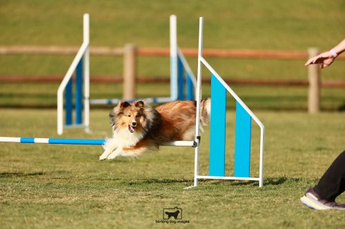 Cherry Pie - Sandy Scott - Barking Dog Images Cherry Pie - Sandy Scott - Barking Dog Images 500