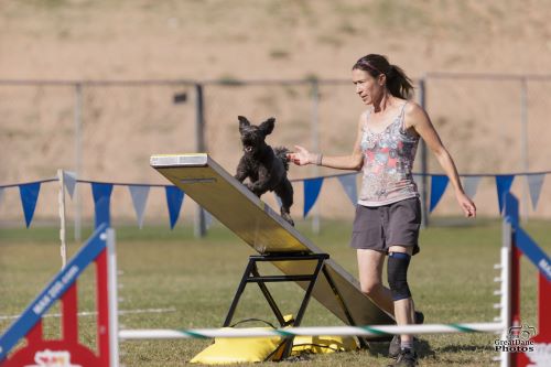 Christine Brew and Indi - GreatDanePhotos 500