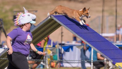 Courtney Keys and Fran - photo by GreatDanePhotos 500
