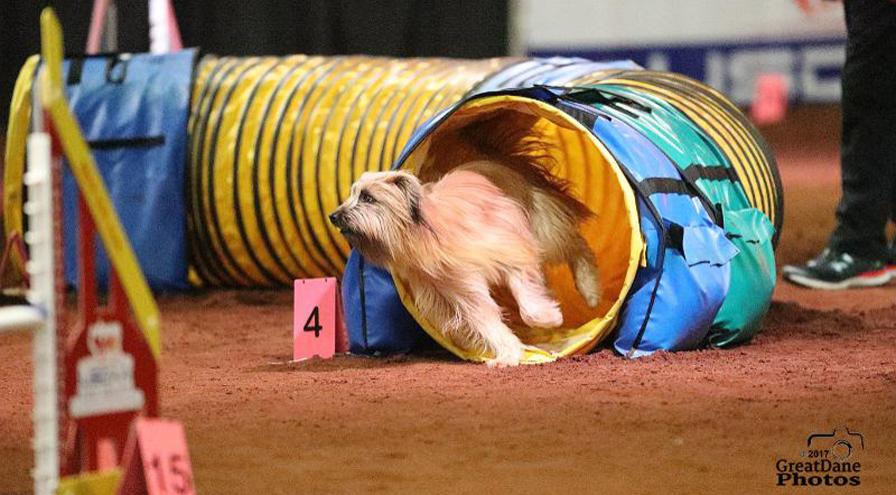2017 Cynosport Slider Beardie in tunnel