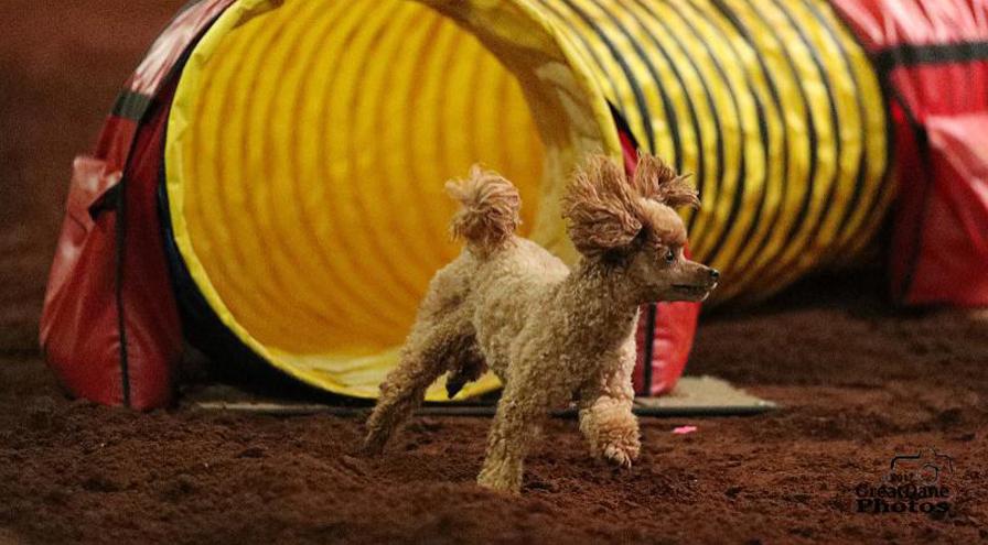 Small dog running out of tunnel